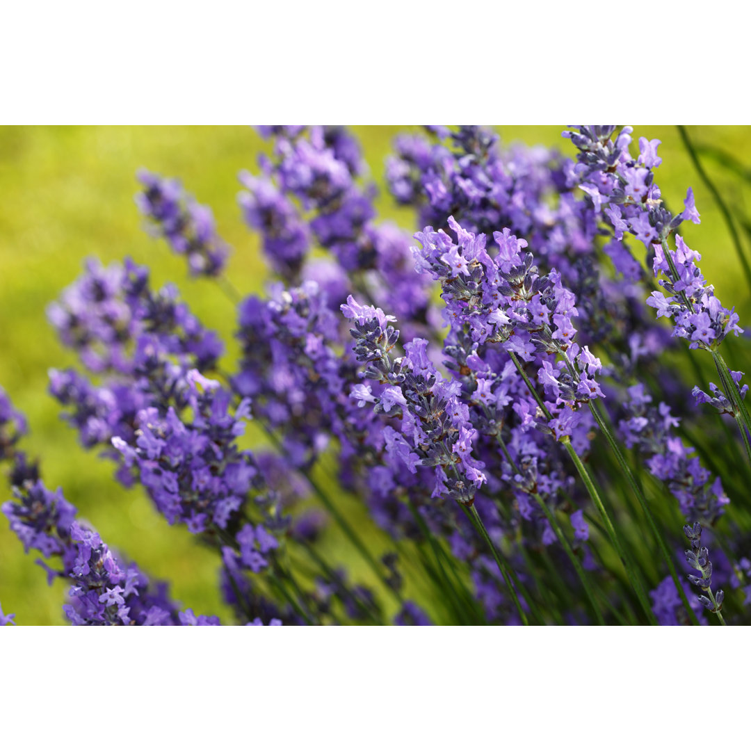 Frische lila Bio-Lavendelblüten - Leinwandbild