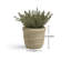 14cm Plant