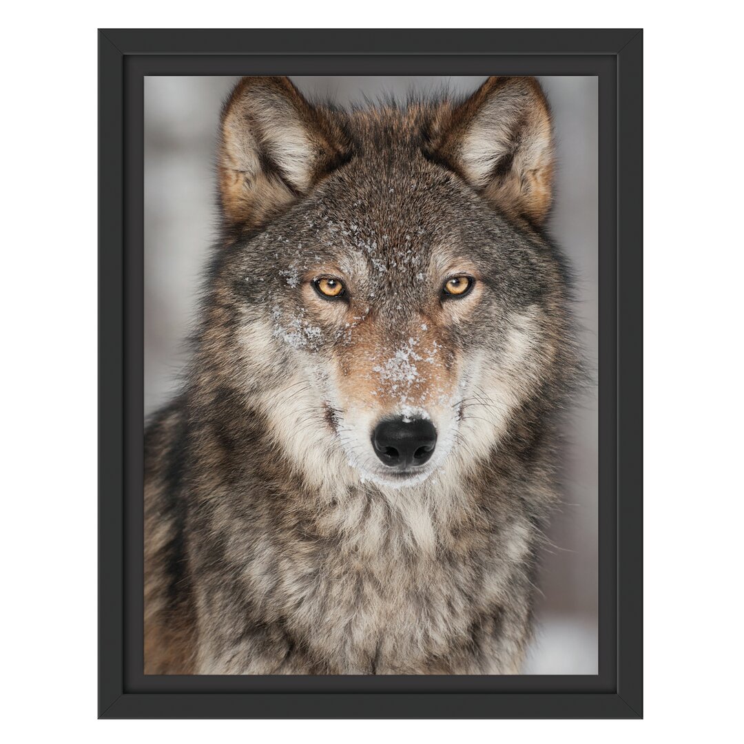 Gerahmtes Wandbild Wachsamer Wolf