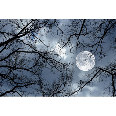 Sittig Moonlight And Winter Trees by Urilux - Wrapped Canvas Print