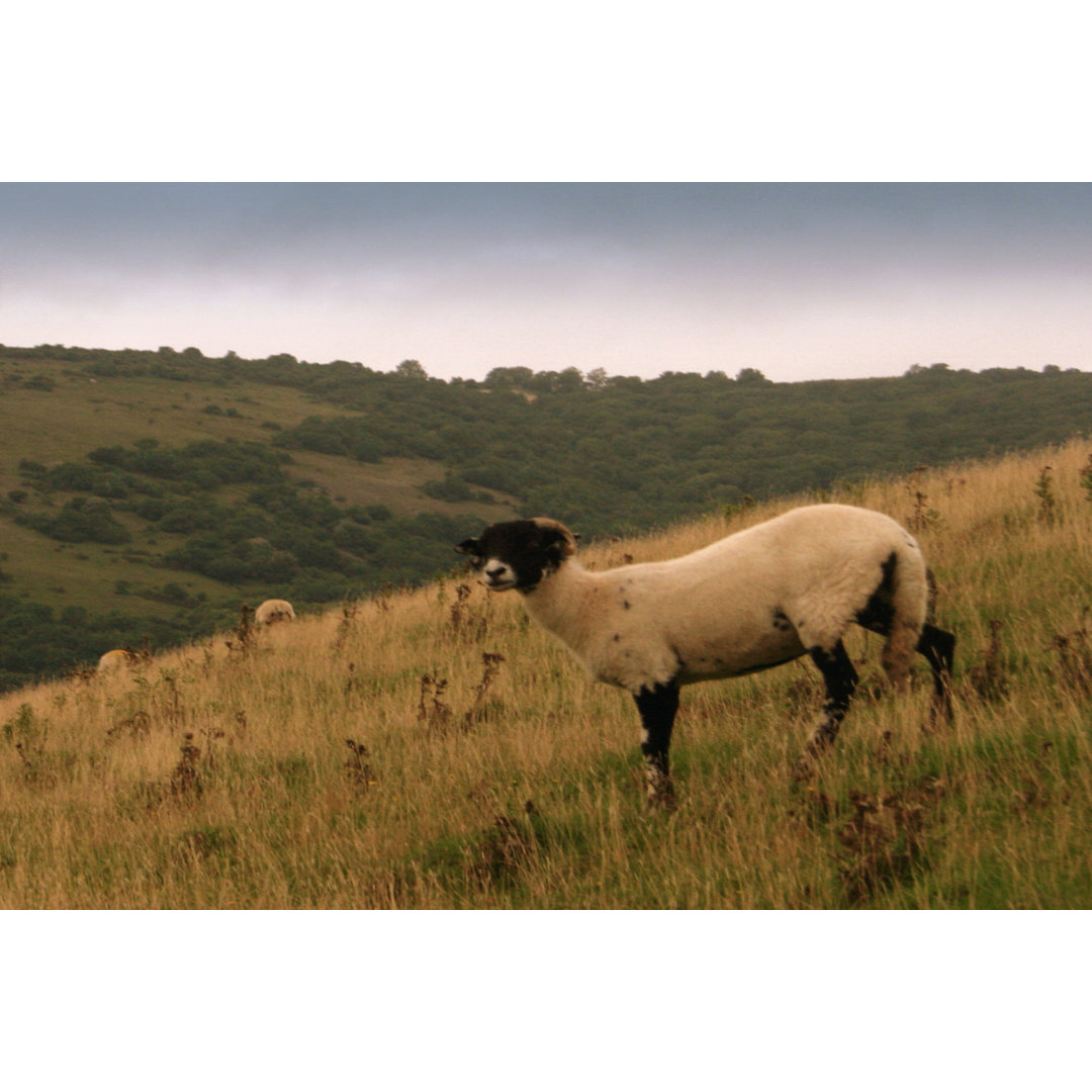 Leinwandbild Wooly Friends III