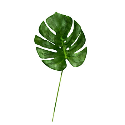 Monstera