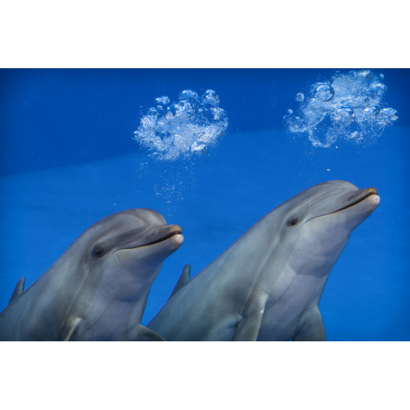 Dolphins - Photographie sur toile tendue, H 32 po x l 48 po