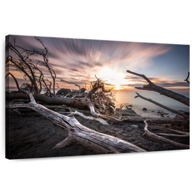 Alvord Point Pelee Driftwood