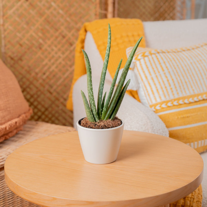 Aloe Succulent in Planter