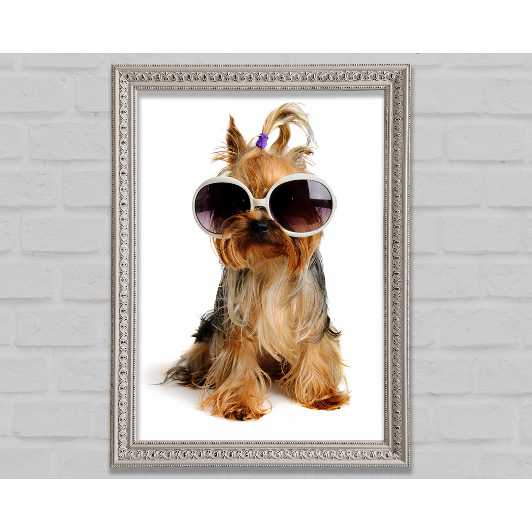 Yorkshire Terrier Hund Glamour - Einzelner Bilderrahmen Kunstdrucke