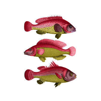 Trio de poissons fantaisie rouge et jaune