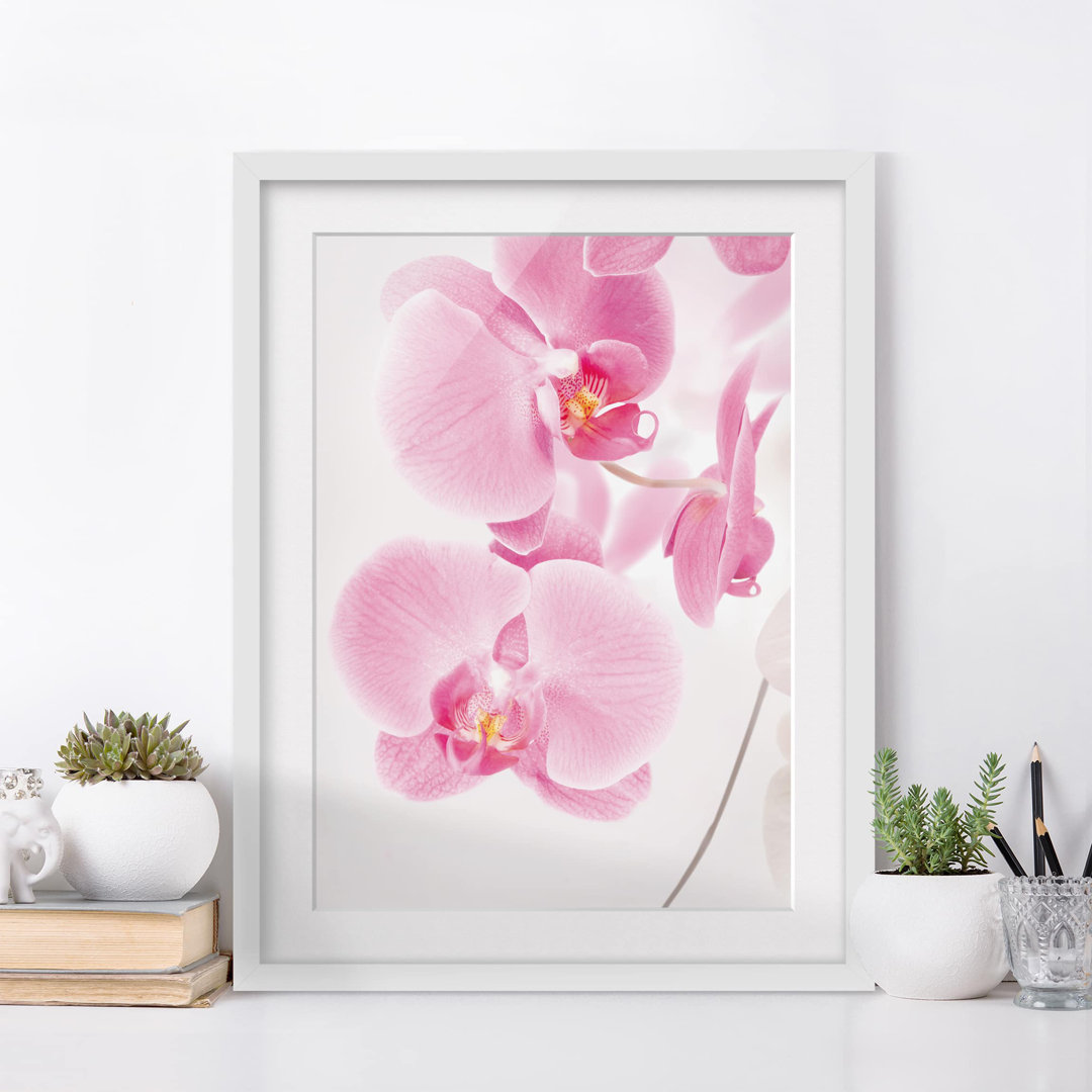 Gerahmtes Poster Delicate Orchids