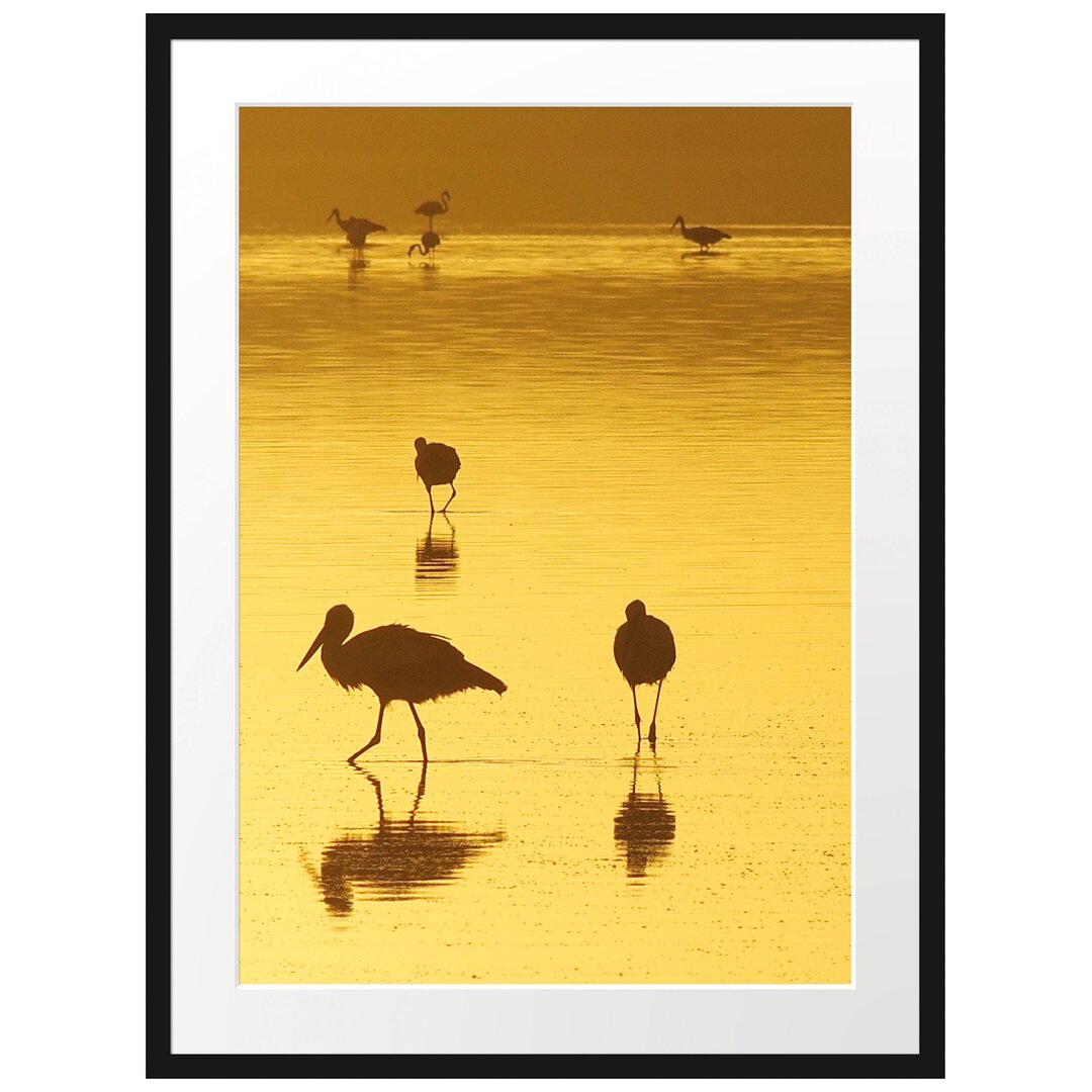 Störche im Wasser Gerahmter Fotokunstdruck