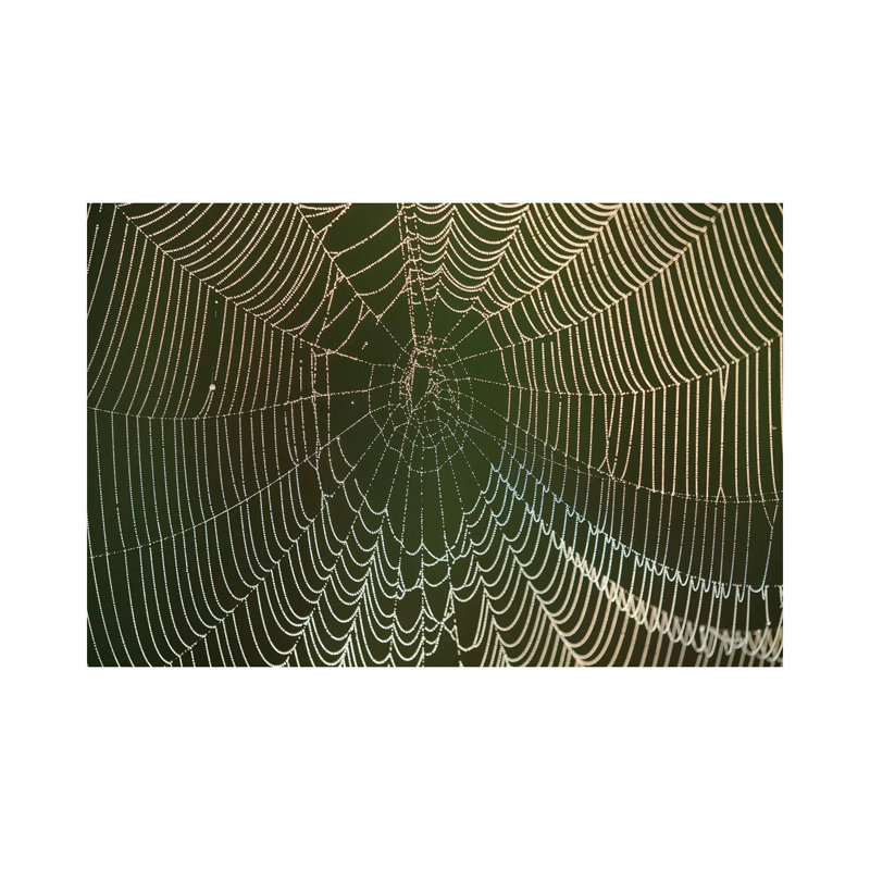 Morning Dew On A Spider Web, Cameron Prairie National Wildlife Refuge, Louisiana by Maresa Pryor - Wrapped Canvas Print