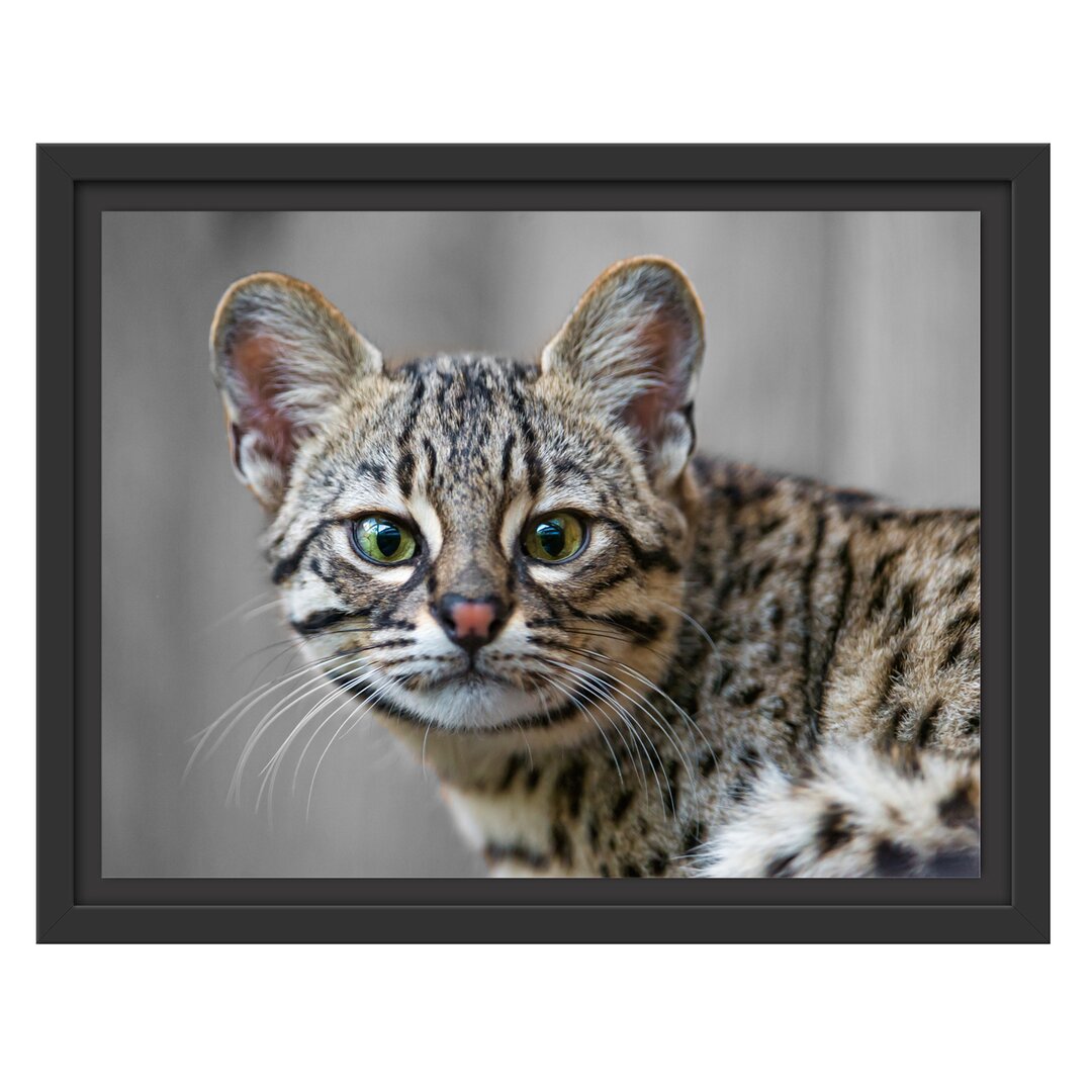 Gerahmtes Wandbild kleine aufmerksame Bengalkatze