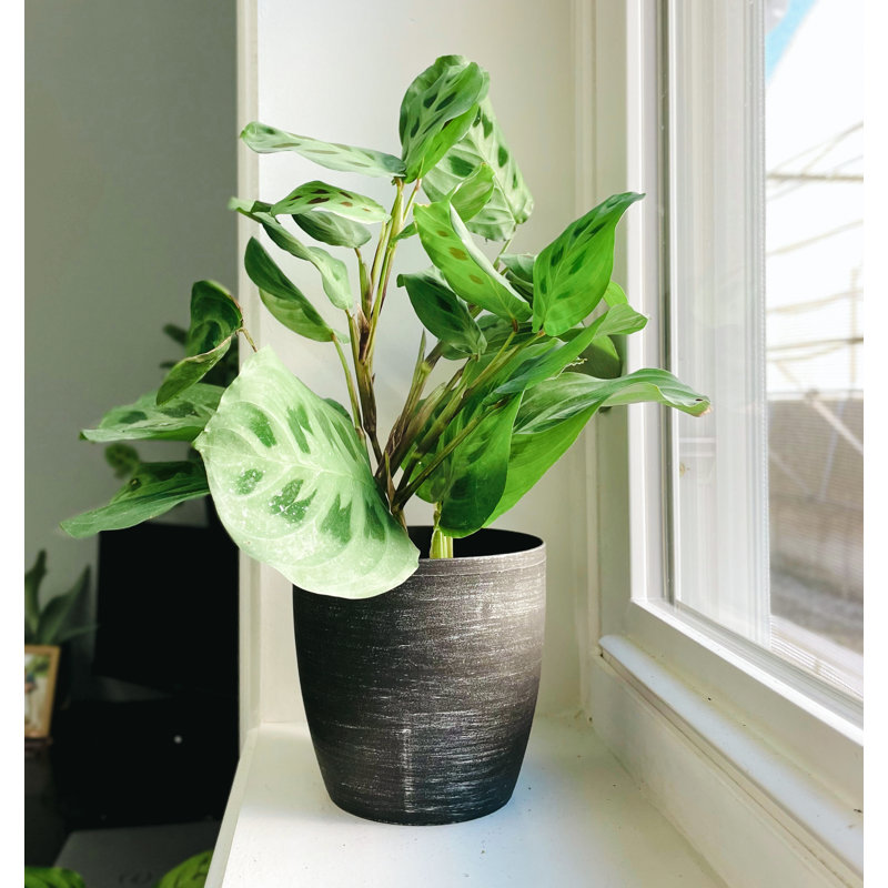 Live Green Prayer Plant in Classic Pot, Black