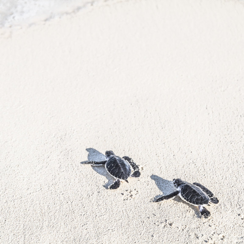 Two Turtles - Wrapped Canvas Print, 51cm H x 51cm W x 3.8cm