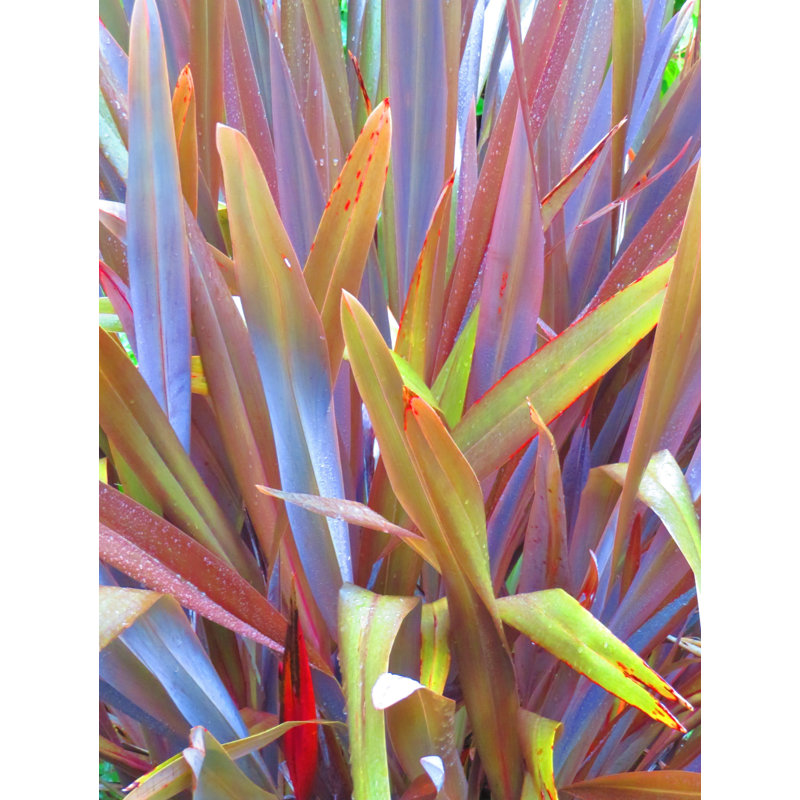 Épées de la nature par Drew Gaffney, H 21,25 po x l 17,25 po x P 0,875 po