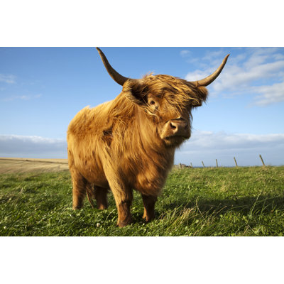 Highland Cow, Écosse par Gannet77