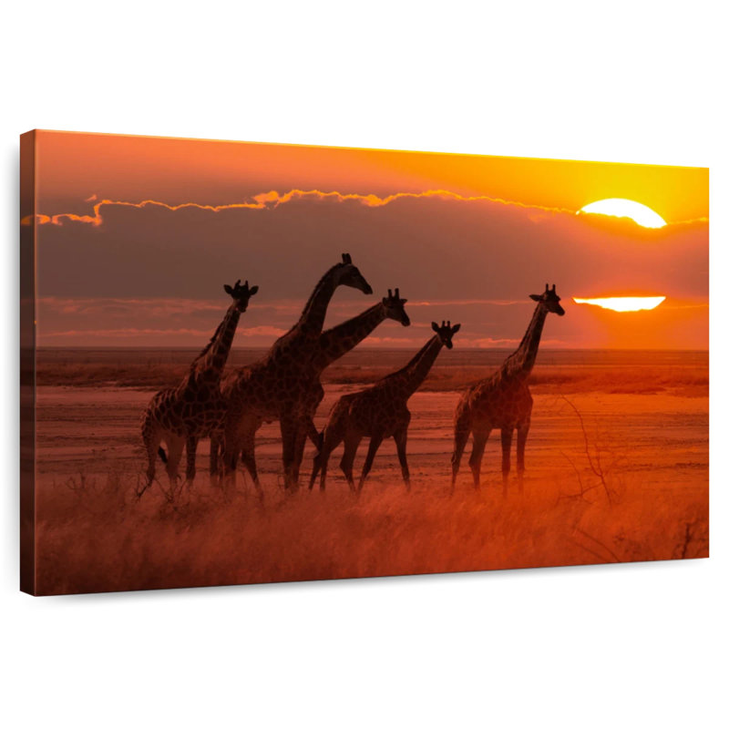 Brampt, girafes d'Afrique itinérantes, H 34 po x l 51 po