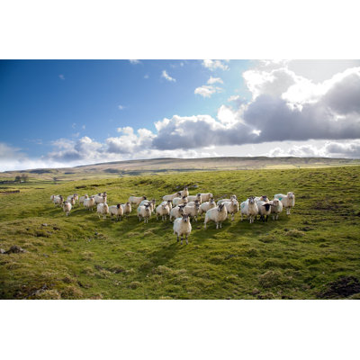 Sheep looking at me