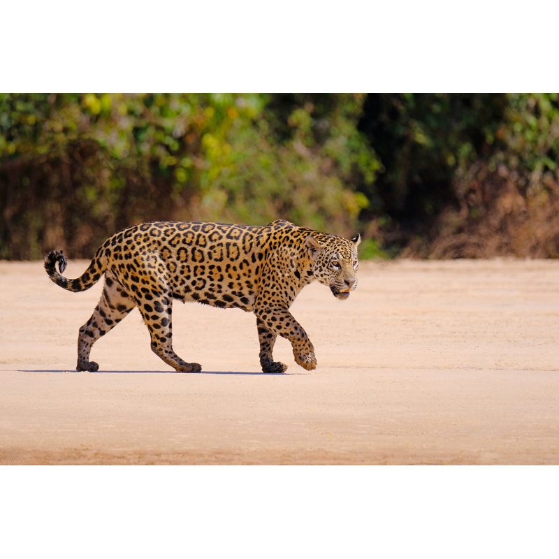 Jaguar Walking by Reisegraf - Wrapped Canvas Print, 81cm H x 122cm W