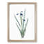 Tall-Bearded Iris Flowers by Pierre-Joseph Redoute - Picture Frame Art Print-55640626-55640623
