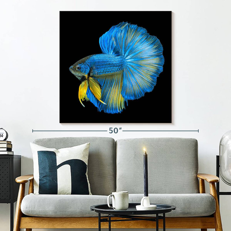 Crowle Halfmoon Betta Fish, 33" H x 33" W