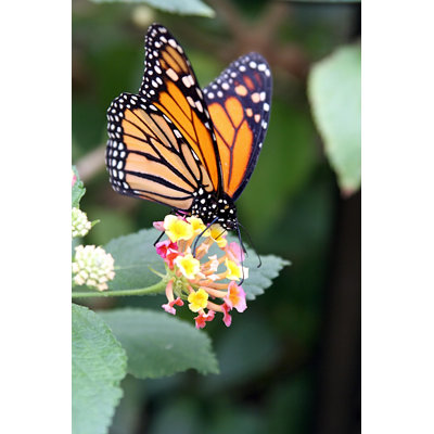 Wagram " Butterfly " by Jhaviv