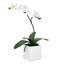 Orchidée Anyssa