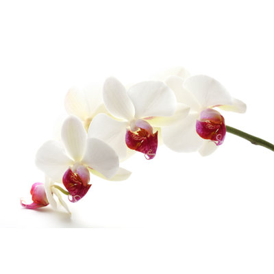 Beautiful White Orchid by Pannonia