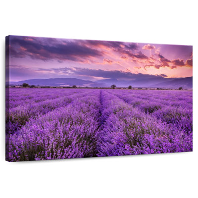 Alvord Lush Lavender Field