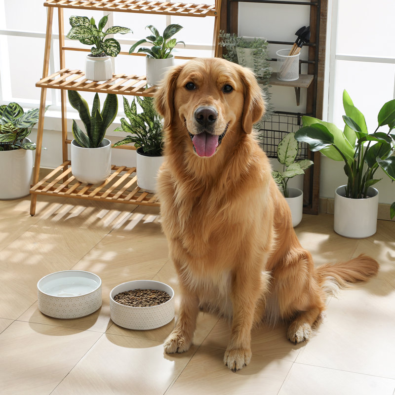 Anti-Skid Pet Bowl