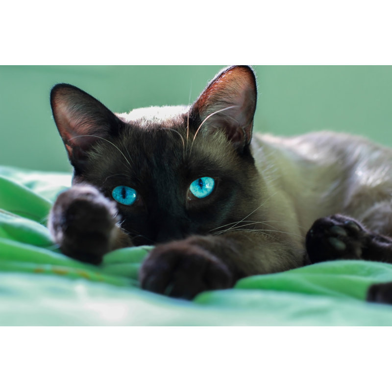 Jeune chaton siamois sur toile par Yunaway, H 20 po x l 30 po x P 1,25 po