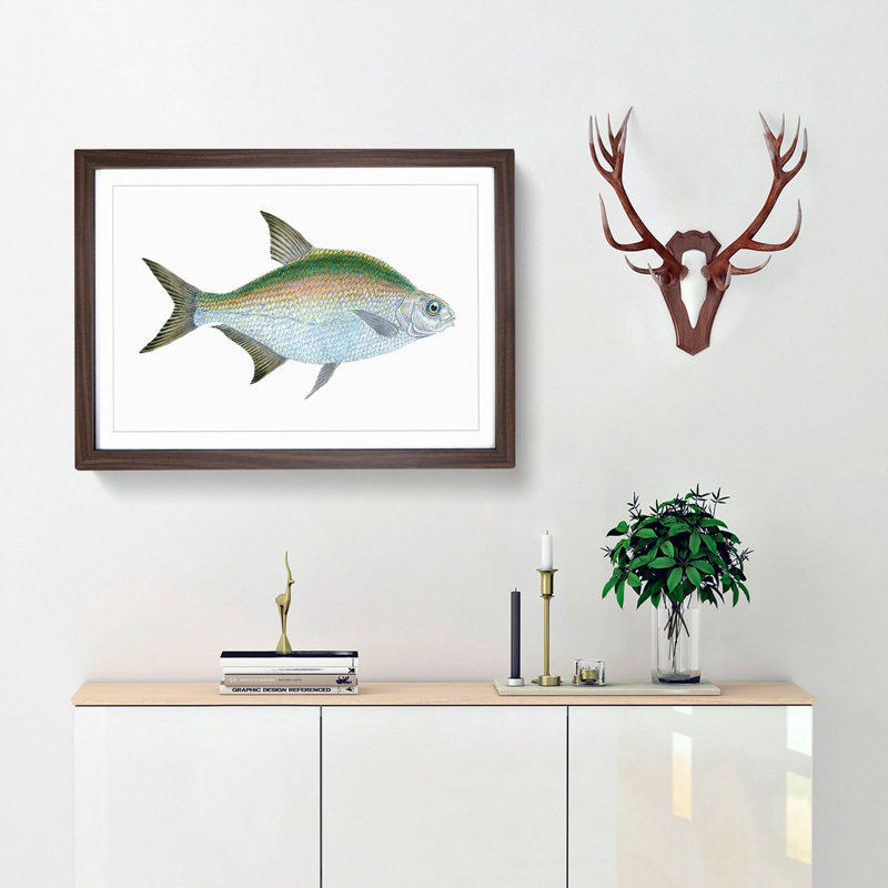 Bream Fish by Edward Donovan - Framed Print, 27cm H x 36cm W x 2cm D, Walnut Framed