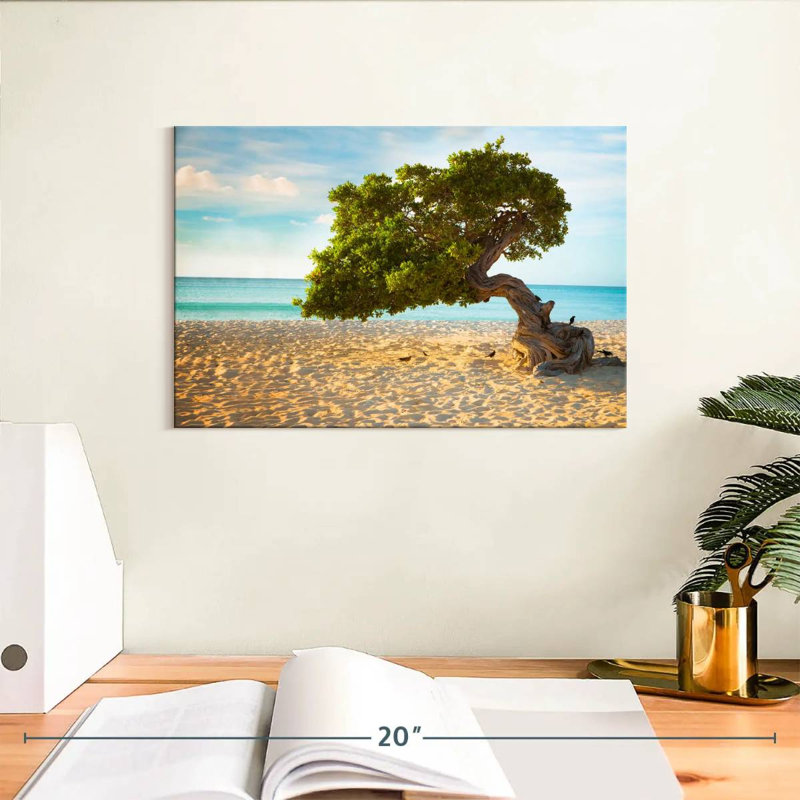 Arbre Gillard Divi-Divi à Aruba, H 8 po x l 12 po