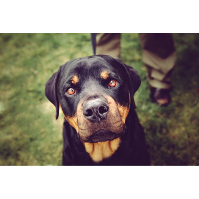 Rottweiler Dog Staring Into Camera Lens - Wrapped Canvas Print