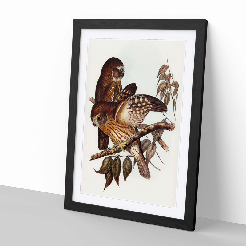 Boobook Owls by Elizabeth Gould - Picture Frame Painting Print, Black Framed, 48cm H x 36cm W x 2cm D