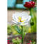 Grand magnolia de jardin
