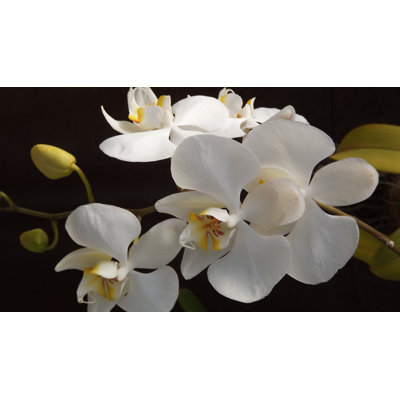 Orchidée blanche