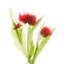 Red Tulips III - Unframed-383554084