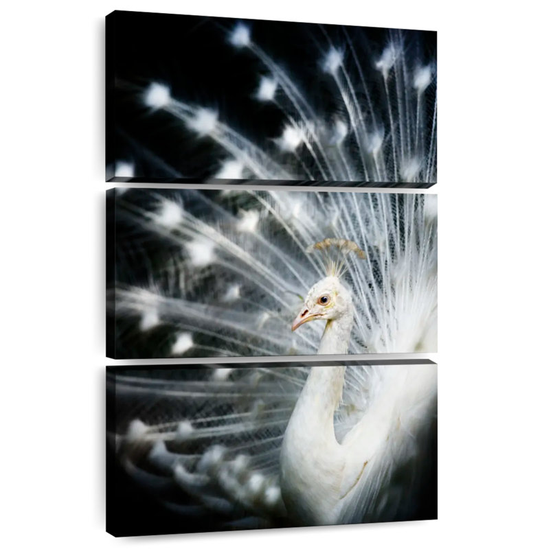 Brampt Rare White Peacock, 50" H x 32" W