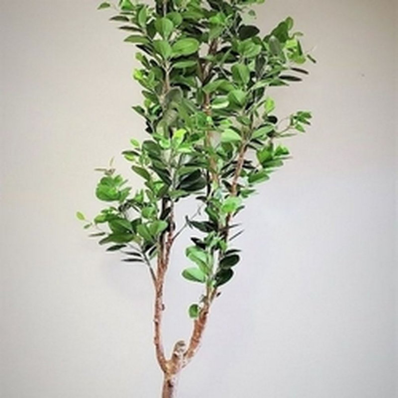 6 po (s) arbre ficus oriental en pot X800 feuilles artificielles et arbres