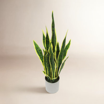 36" Plant in Pot