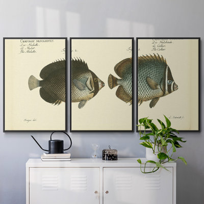 Bloch Antique Fish V - Toile encadrée multi-pièces