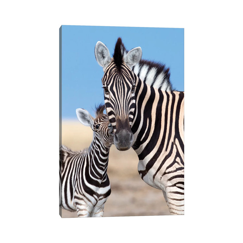 Zebra Mother And Foal by Mogens Trolle - Wrapped Canvas Print, 20.32 cm H x 30.48 cm W