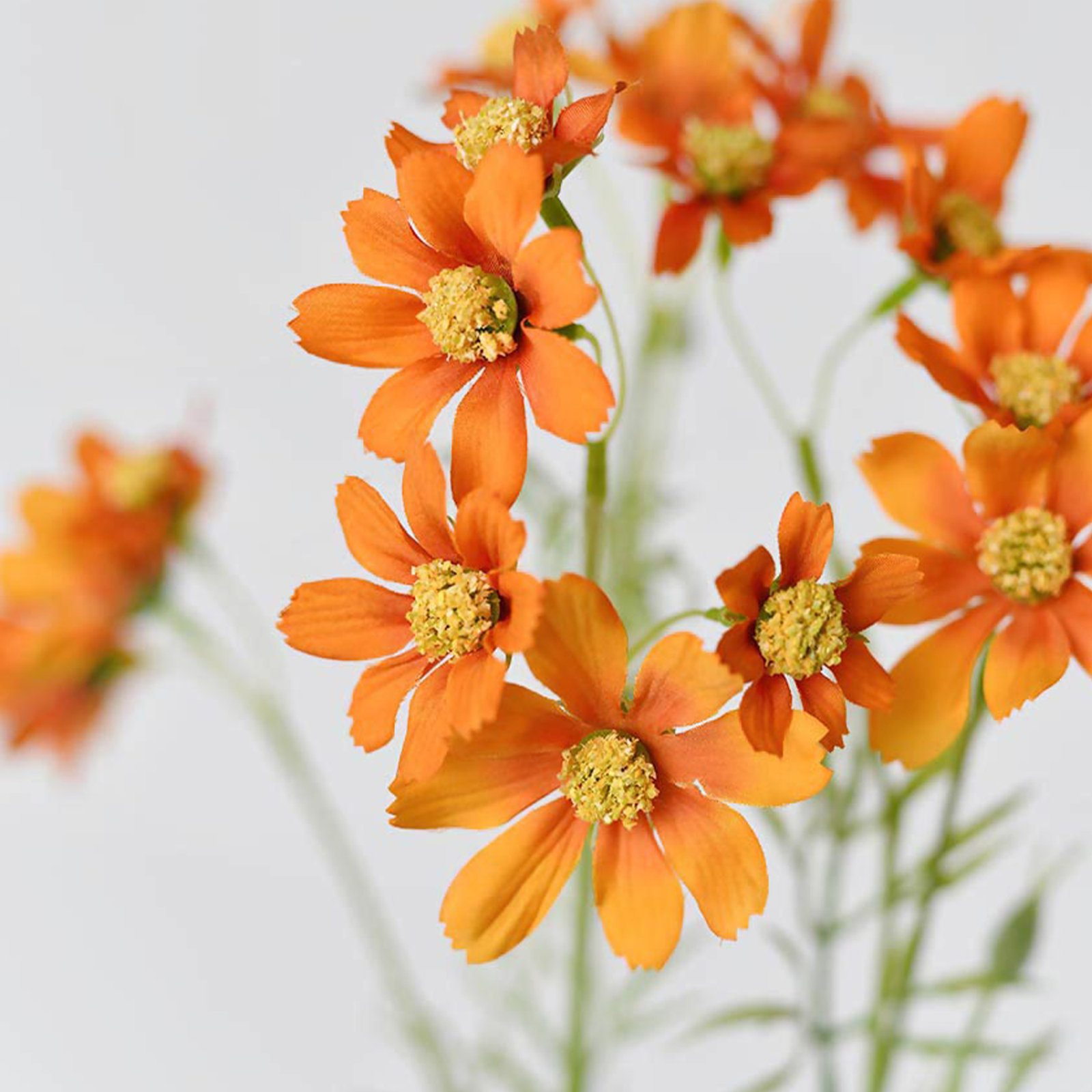 Audet Cornflower Stems, Orange, 30.81" x 4"