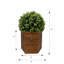 24 plantes