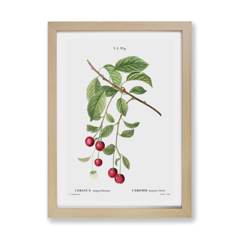 Cherry Tree Branch by Pierre-Joseph Redoute - Framed Print, 24cm H x 33cm W x 2cm D, Oak