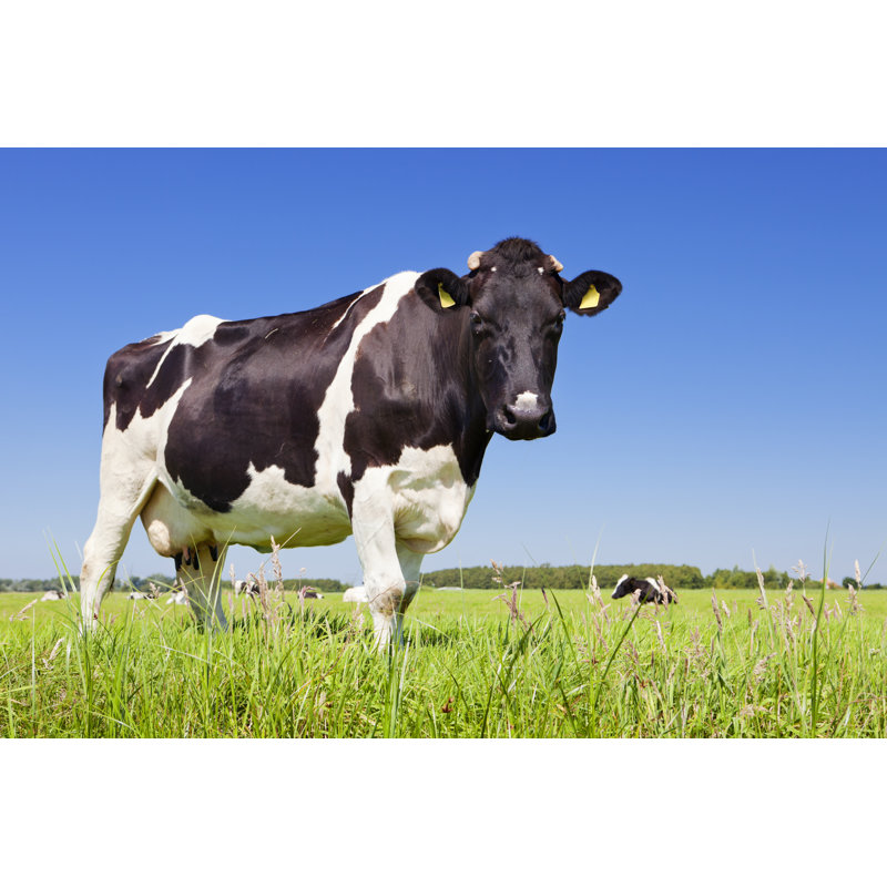 Cow In A Fresh Grassy Field by Sara_winter - Print, 61cm H x 91cm W