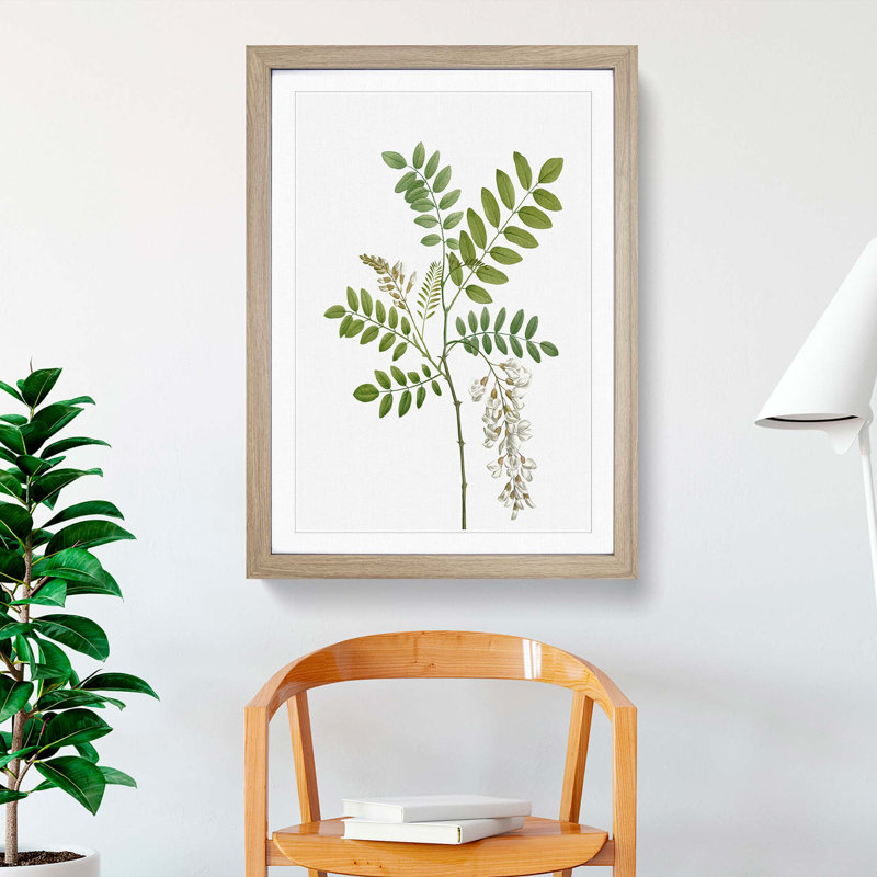 Acacia Tree Flowers by Pierre-Joseph Redoute - Single Picture Frame Painting, 63cm H x 45cm W x 2cm D, Oak Framed