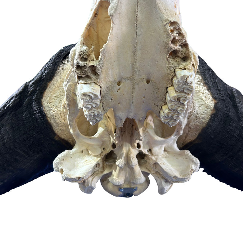 Real Cape Buffalo Skull
