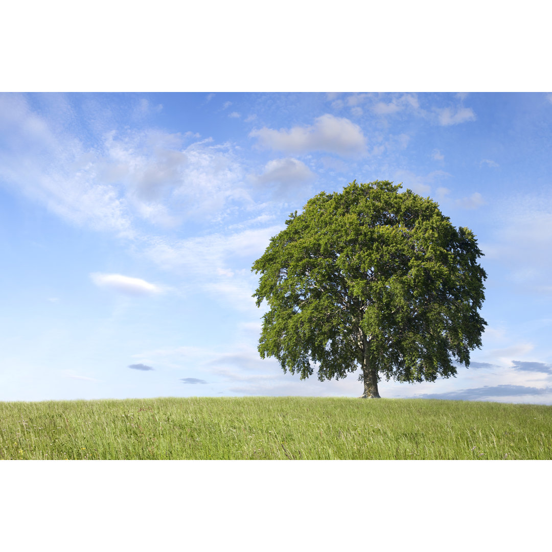 Einsamer Baum im Feld von Malerapaso - Druck auf Leinwand ohne Rahmen