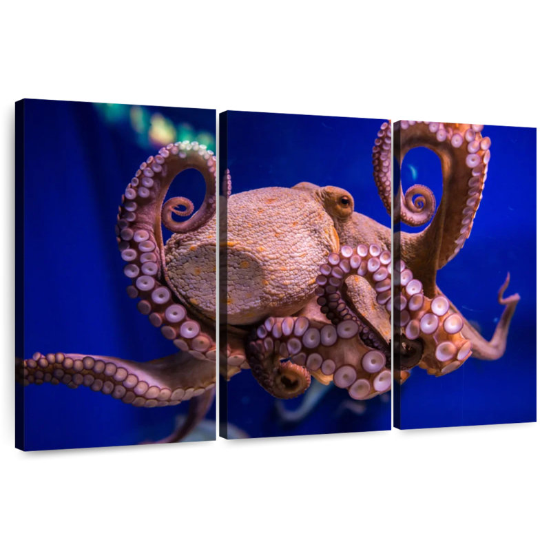 Brampt Octopus Prowess, 32" H x 50" W